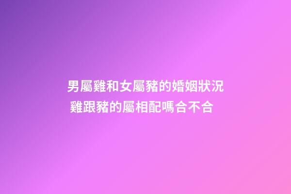 男屬雞和女屬豬的婚姻狀況 雞跟豬的屬相配嗎合不合